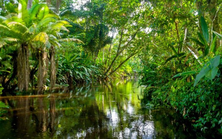 Amazon-Jungle-Yasuni-Ecuador-800×450